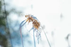非主流意境花草图片