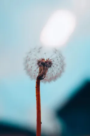 非主流蒲公英唯美图片