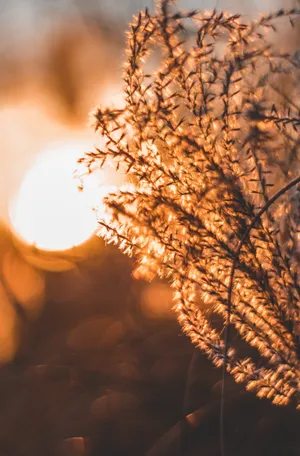 非主流夕阳风景竖图_1