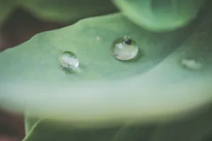 非主流露珠绿叶图片