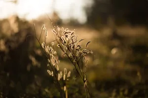 非主流狗尾草意境图片_1