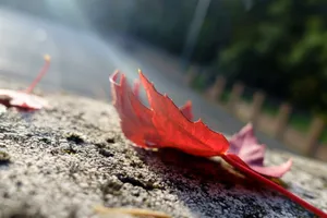 非主流逆光红色枫叶图片
