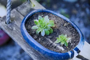 非主流肉肉植物图片_1