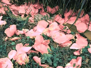 唯美落花伤感意境图片_1