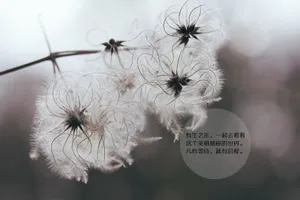 古风治愈系文字图片第1张