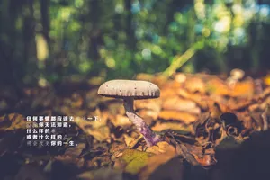 发一条睡觉前的说说