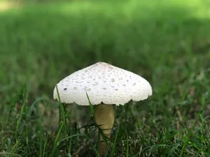 伞状白蘑菇图片_1