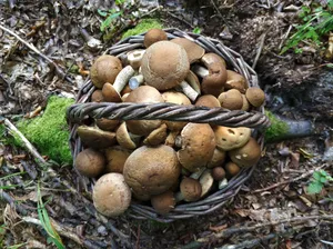 森林采摘食用蘑菇图片_1