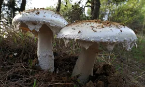 森林地面白蘑菇图片_1