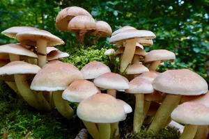 森林草地菌菇图片_1