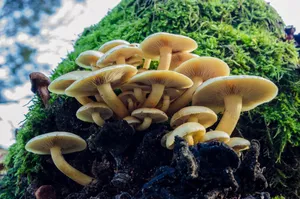 树上白色蘑菇图片_1