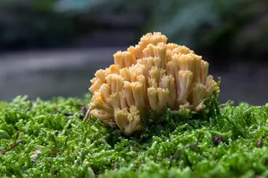 珊瑚状蘑菇图片_1