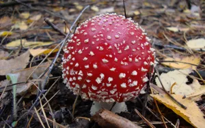 红色蘑菇包图片