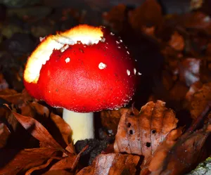 秋季森林毒蘑菇图片_1
