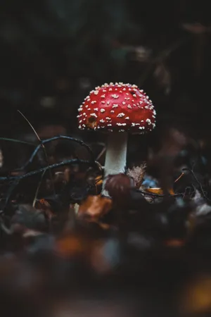 野生有毒蘑菇图片