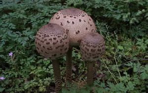 地面食用蘑菇图片_1