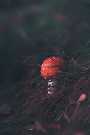 有毒红色蘑菇图片_1