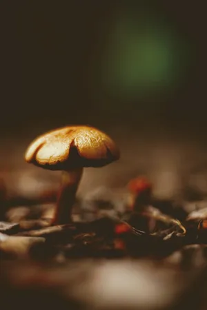 非主流野生蘑菇图片第1张