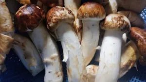 食用杏鲍菇图片_1