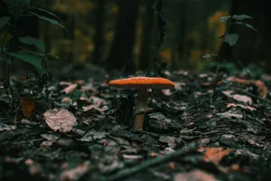 森林红色伞状毒蘑菇图片_1