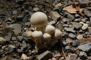 白色蘑菇包图片_1