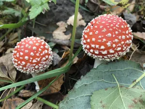 红色鹅膏菌图片_1
