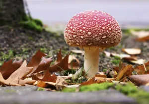秋季白点红蘑菇图片