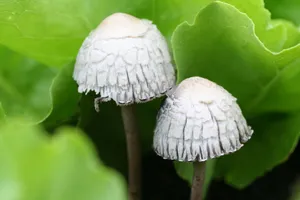 白色小蘑菇摄影图片_1