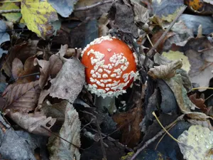 毒蕈红蘑菇图片_1