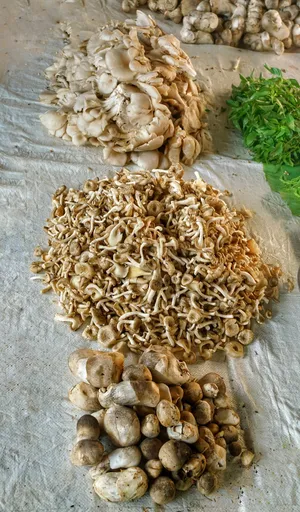 新鲜蘑菇图片_1