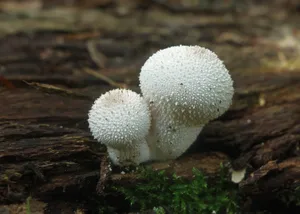 野生白色小蘑菇图片_1