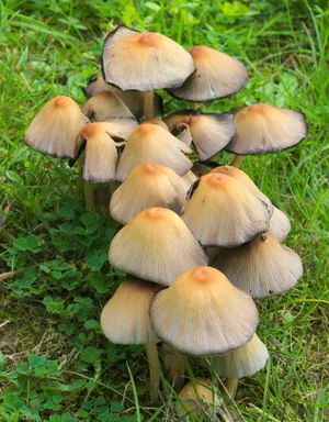 森林草地小蘑菇图片_1