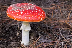 红色伞状毒蘑菇图片_1
