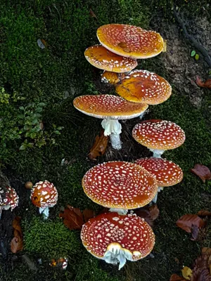 红色飞木耳蘑菇图片_1