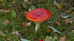 漂亮红蘑菇图片_1