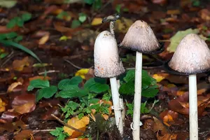 秋季白蘑菇图片_1