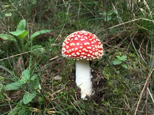 草地红色毒蘑菇图片_1