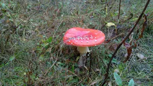 雨后红蘑菇图片_1