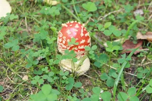 鲜红色毒蘑菇高清图片_1