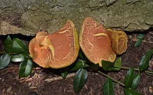 野生牛肝菌蘑菇图片_1