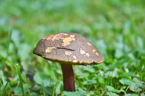蘑菇高清特写图片