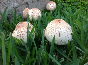 白色小滑菇图片_1