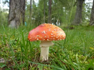 伞状红蘑菇图片_1