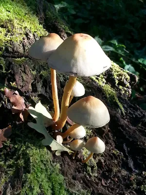秋季小蘑菇图片_1