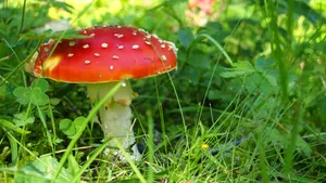 绿草地红色蘑菇图片_1