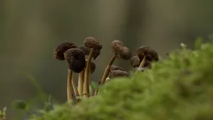 草地干蘑菇图片_1
