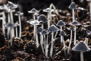 伞状小蘑菇图片_1