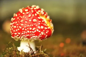 红色小蘑菇图片第1张