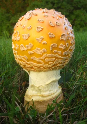 黄色鹅膏菌图片第1张