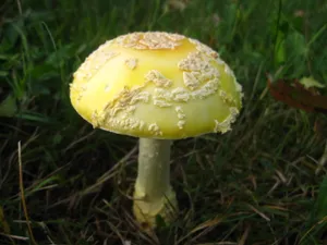 黄色蘑菇图片_1